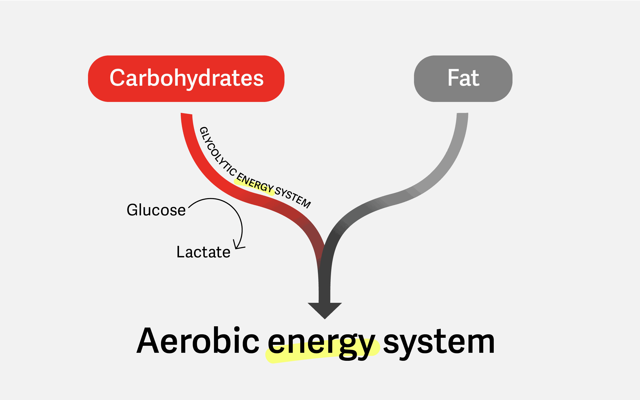 Carbohydrate and fat energy metabolism
